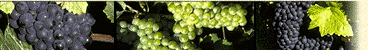 Cunard Queen Mary 2 Champagne Bar Veuve Clicquot Cruise Itinerary luxury cruise information